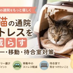 老猫の通院ストレスを減らす完全ガイド｜キャリー・移動・待合室の対策を徹底解説