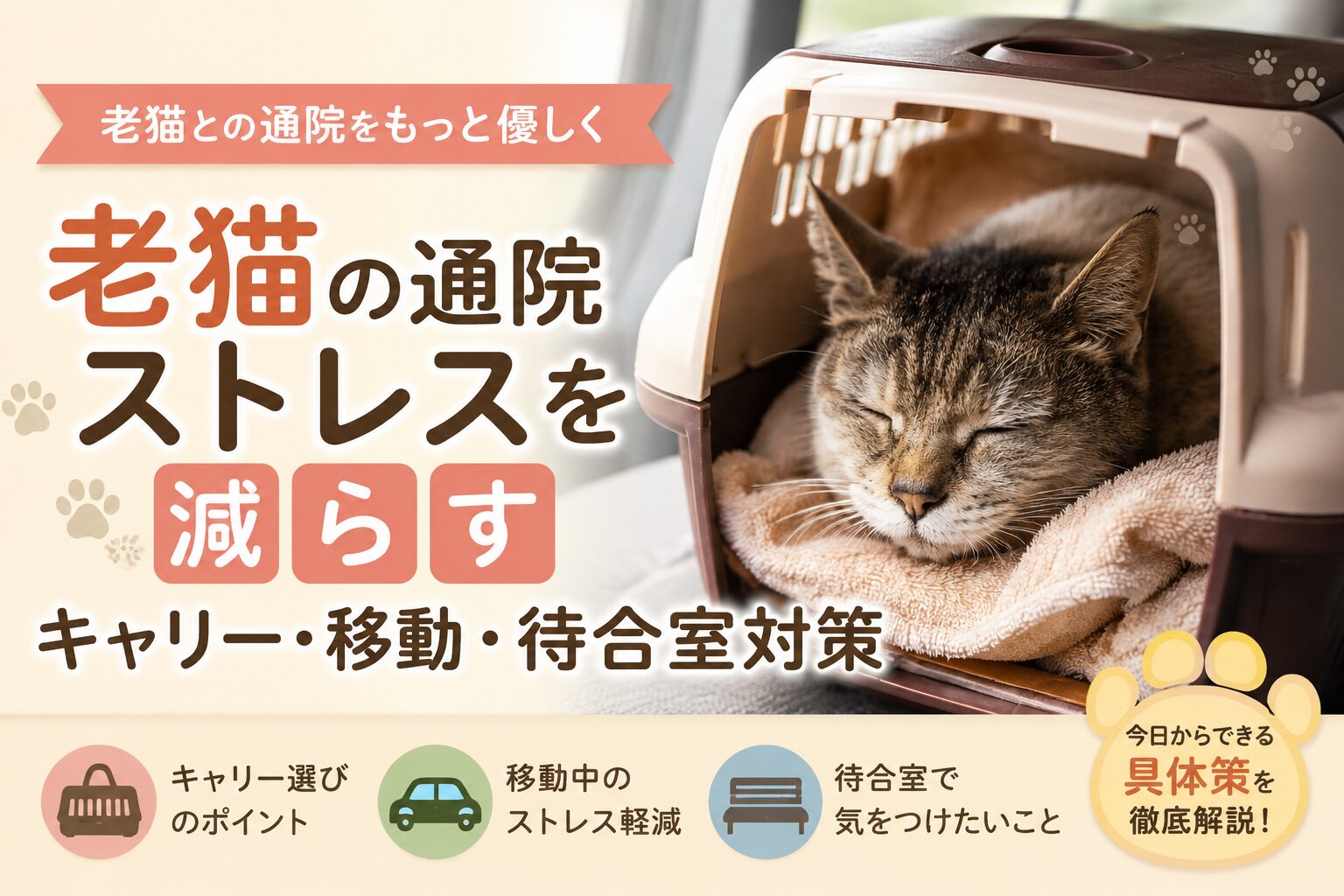 老猫の通院ストレスを減らす完全ガイド