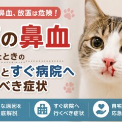 猫の鼻血が出たときの原因とすぐ病院へ行くべき症状【獣医師監修レベルの解説】