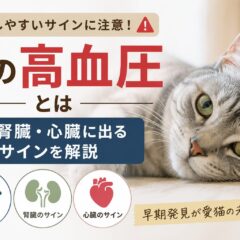 猫の高血圧とは｜目・腎臓・心臓に出るサインを解説