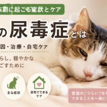 猫の尿毒症とは｜腎臓病末期に起こる症状・原因・ケアを徹底解説