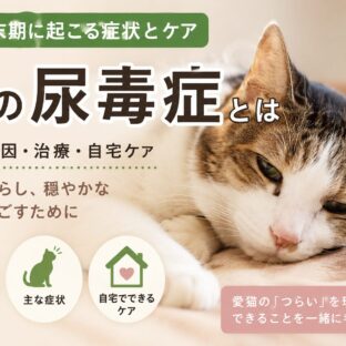 猫の尿毒症とは｜腎臓病末期に起こる症状・原因・ケアを徹底解説