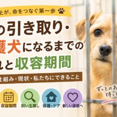 犬の引き取り・保護犬になるまでの流れと収容期間｜知っておきたい動物福祉の現実