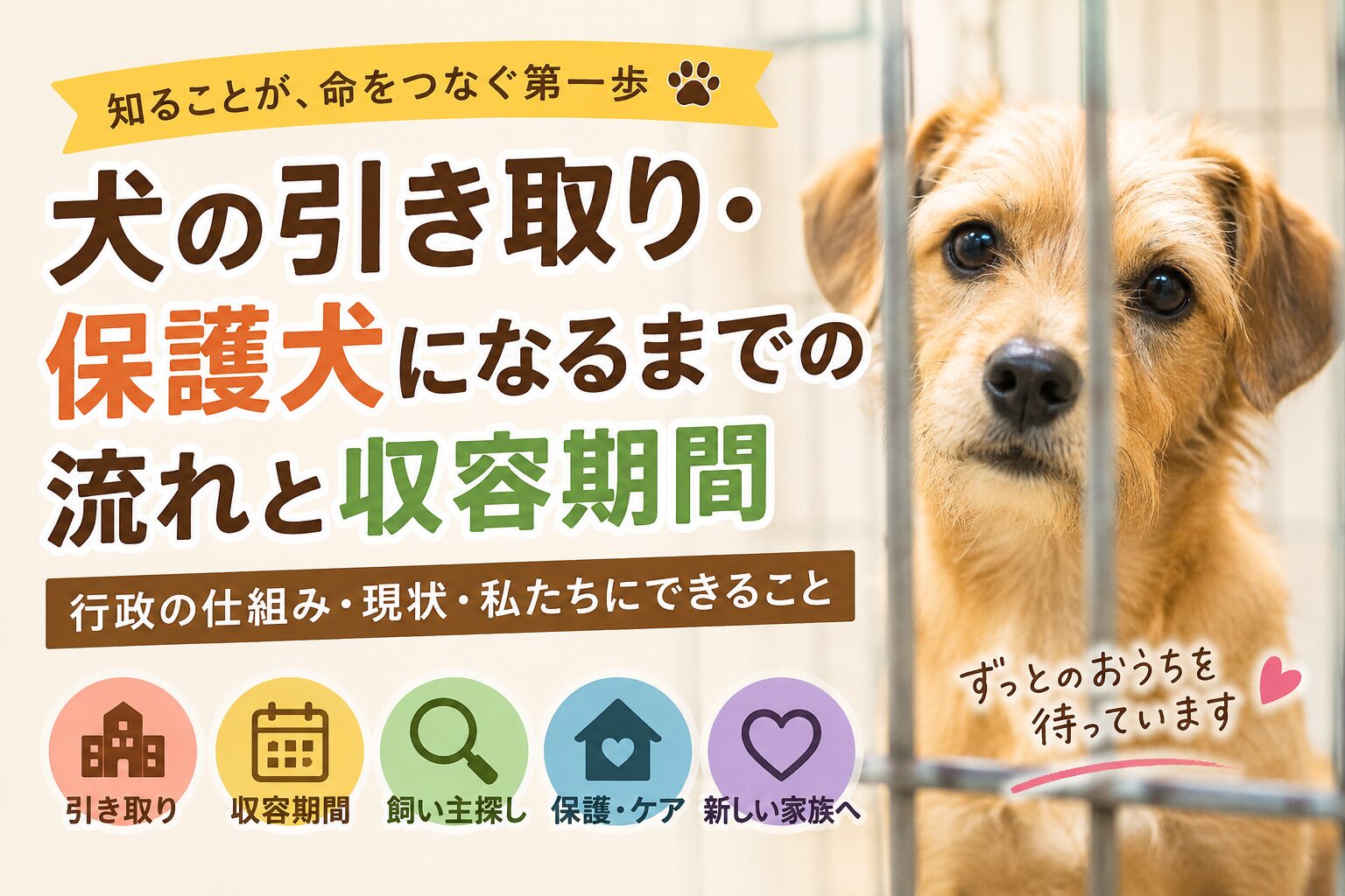犬の引き取り・保護犬になるまでの流れと収容期間