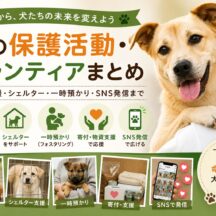 犬の保護活動・ボランティアまとめ｜保護犬支援・シェルター・一時預かり・SNS発信まで
