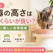老猫の食器の高さはどれくらいが良い？首・腰に優しい食事環境づくりの完全ガイド