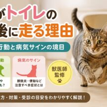 猫がトイレの前後に走る理由｜正常行動と病気サインの境目を専門家が解説