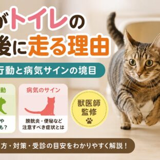 猫がトイレの前後に走る理由｜正常行動と病気サインの境目を専門家が解説