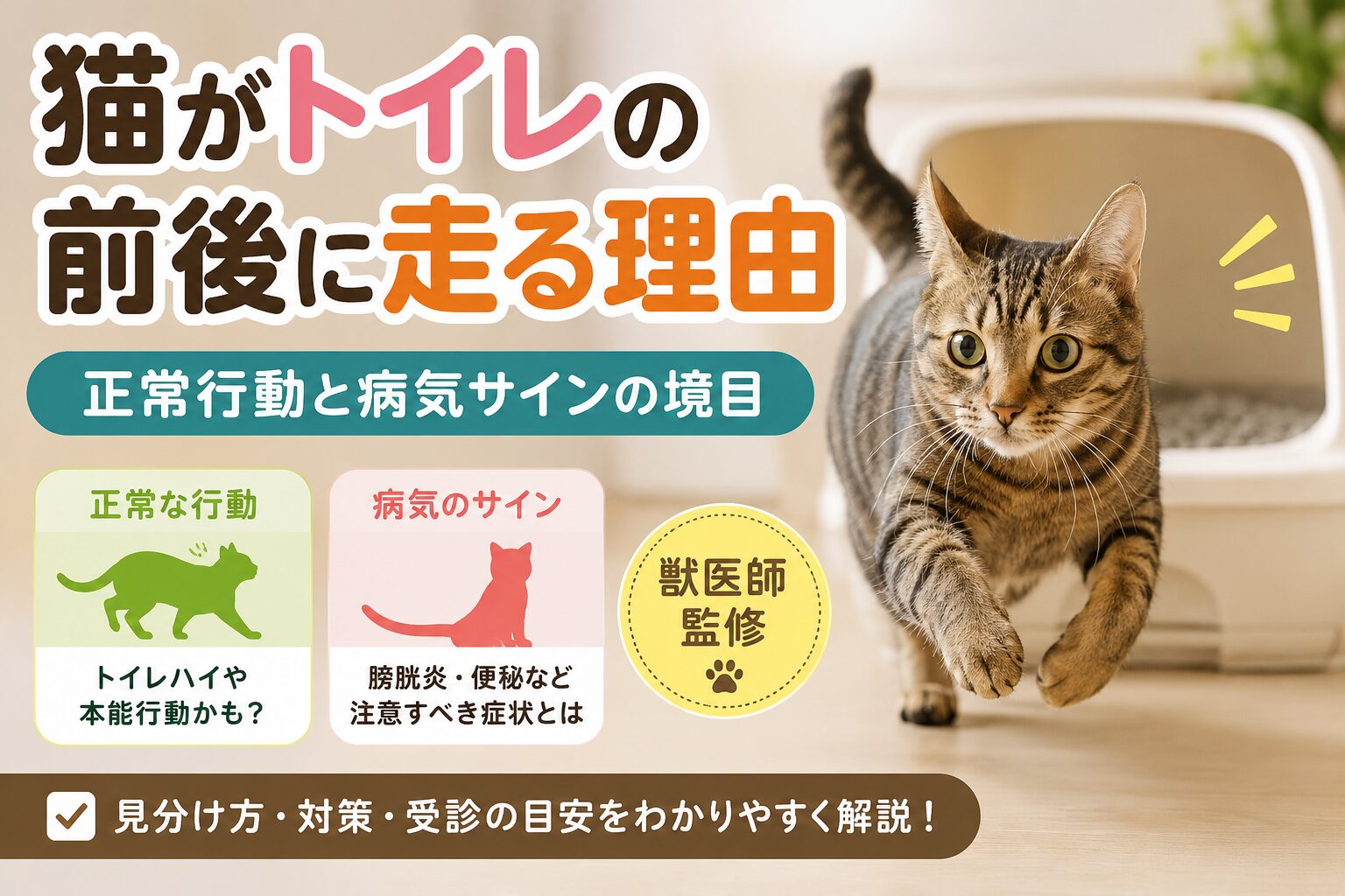 猫がトイレの前後に走る理由