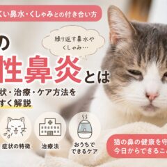 猫の慢性鼻炎とは｜治りにくい鼻水・くしゃみとの付き合い方