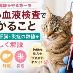 猫の血液検査でわかること｜腎臓・肝臓・炎症の数値をやさしく解説
