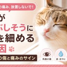 猫がまぶしそうに目を細める原因｜角膜の傷と痛みのサインを見逃さないために