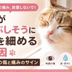猫がまぶしそうに目を細める原因｜角膜の傷と痛みのサインを見逃さないために