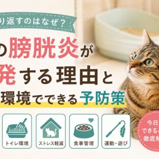猫の膀胱炎が再発する本当の理由と、生活環境でできる予防策【獣医師監修レベルの情報量】