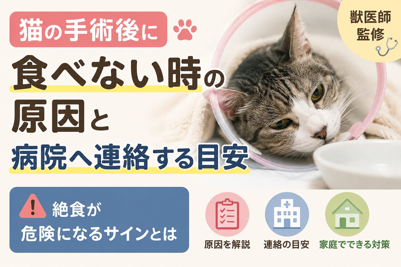 猫の手術後に食べない原因と病院へ連絡する目安