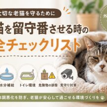 老猫を留守番させる時の安全チェックリスト｜獣医師監修・完全ガイド