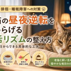 老猫の昼夜逆転をやわらげる生活リズムの整え方｜原因・対策・環境づくりを徹底解説