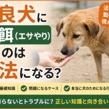 野良犬への給餌（エサやり）は違法になるか？法律・条例・動物福祉の視点から徹底解説
