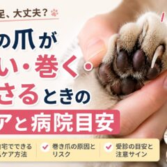 猫の爪が太い・巻く・刺さるときのケアと病院の目安【獣医師監修レベルの完全ガイド】