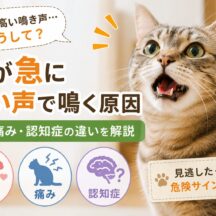 猫が急に高い声で鳴く原因｜発情・痛み・認知症の違いを徹底解説