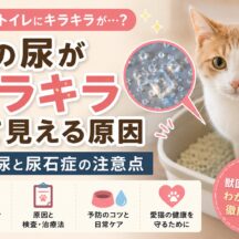 猫の尿がキラキラして見える原因｜結晶尿と尿石症の注意点