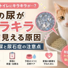 猫の尿がキラキラして見える原因｜結晶尿と尿石症の注意点