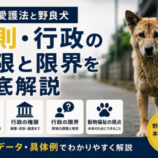 動物愛護法と野良犬の現実｜罰則・行政の権限と限界を徹底解説