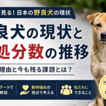 日本の野良犬の現状と殺処分数の推移｜減少が続く中で残る深刻な課題