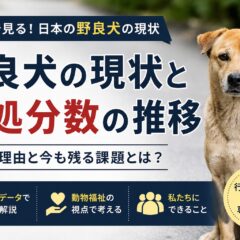 日本の野良犬の現状と殺処分数の推移｜減少が続く中で残る深刻な課題