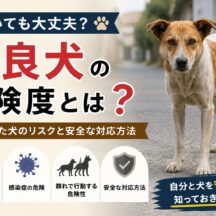 野良犬に近づいても大丈夫？野生化した犬の危険度と正しい対処法を専門家が解説