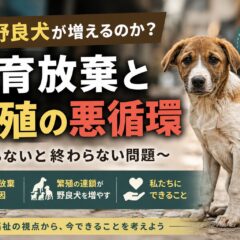 なぜ野良犬が増えるのか｜飼育放棄と繁殖の悪循環を徹底解説