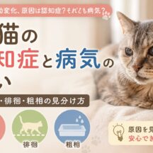 老猫の認知症と病気の違い｜夜鳴き・徘徊・粗相の見分け方