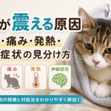 猫が震える原因｜寒さ・痛み・発熱・神経症状の見分け方【獣医師監修レベルの解説】