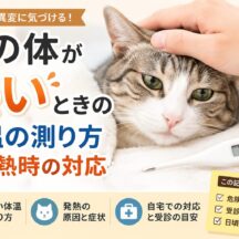 猫の体が熱いときの体温の測り方と発熱時の対応｜動物福祉の視点から徹底解説