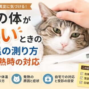 猫の体が熱いときの体温の測り方と発熱時の対応｜動物福祉の視点から徹底解説