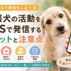 保護犬の活動をSNSで発信するメリットと注意点｜動物福祉の輪を広げるための実践ガイド