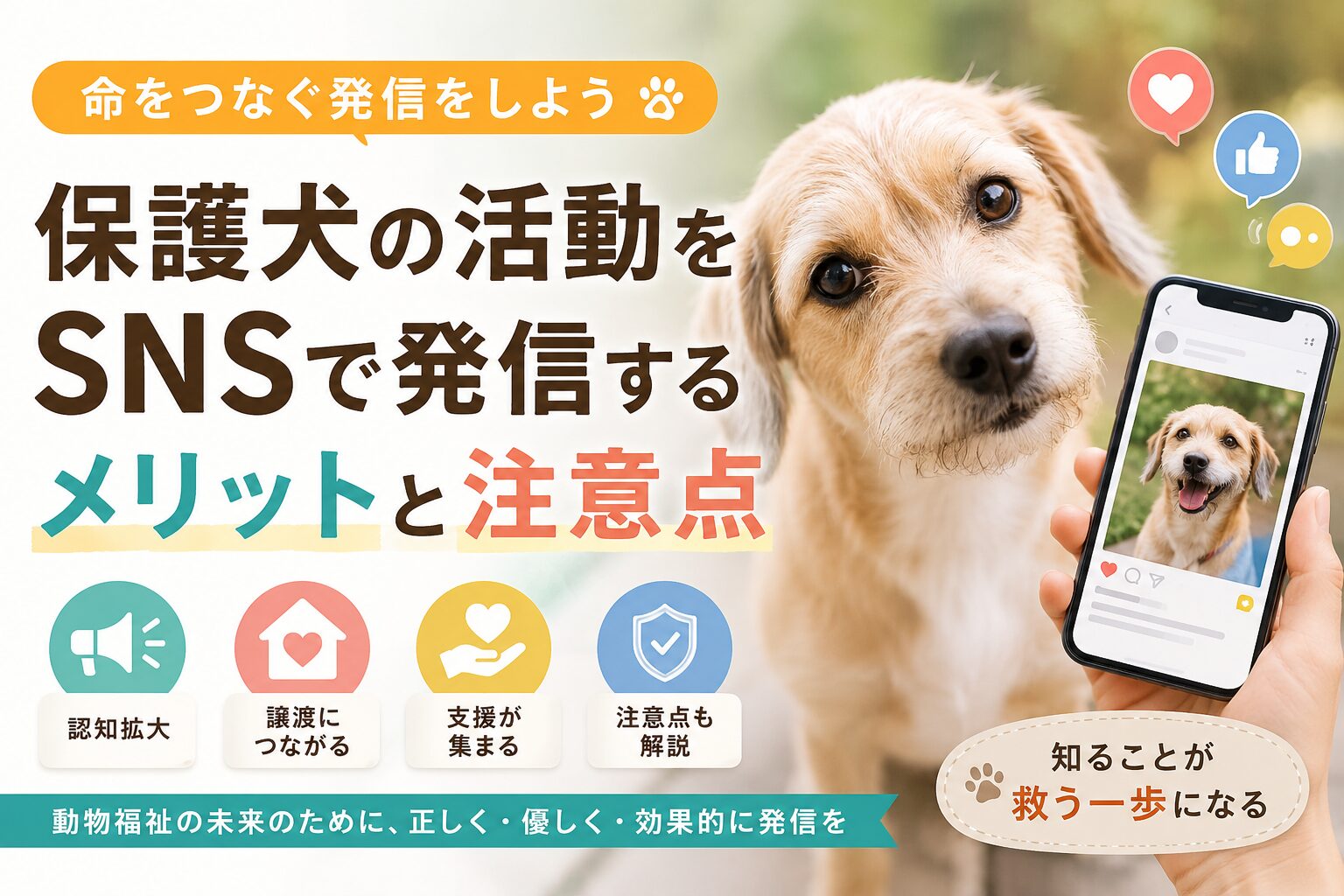 保護犬の活動をSNSで発信するメリットと注意点