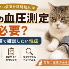 猫の血圧測定は必要？高齢猫で確認したい理由と動物病院で聞くべきこと