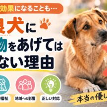 野良犬に食べ物をあげてはいけない理由と問題点｜動物福祉の観点から徹底解説