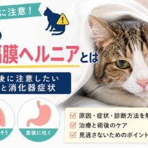 猫の横隔膜ヘルニアとは｜事故後に注意したい呼吸と消化器症状