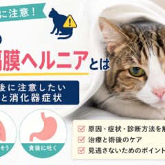 猫の横隔膜ヘルニアとは｜事故後に注意したい呼吸と消化器症状