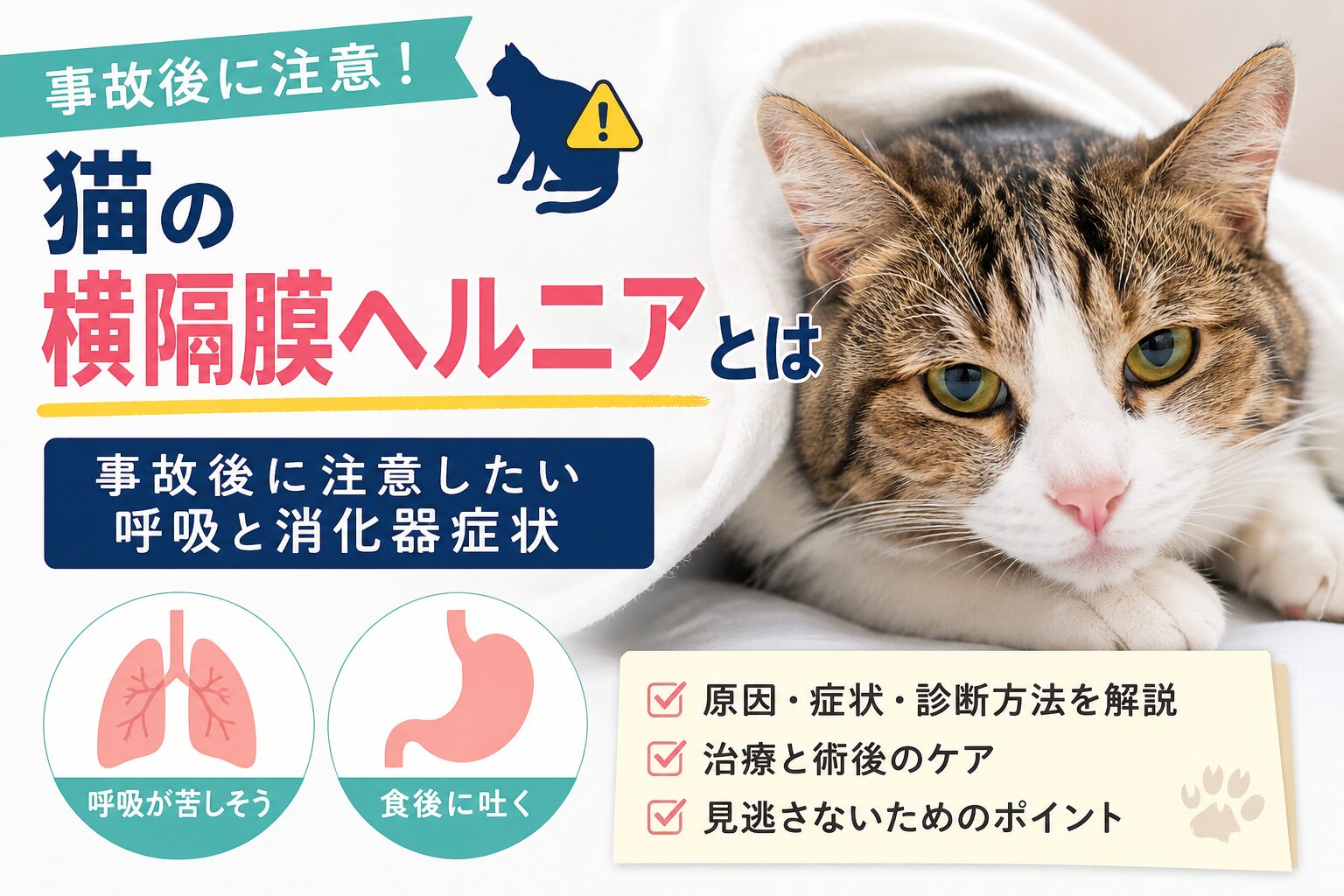 猫の横隔膜ヘルニアとは
