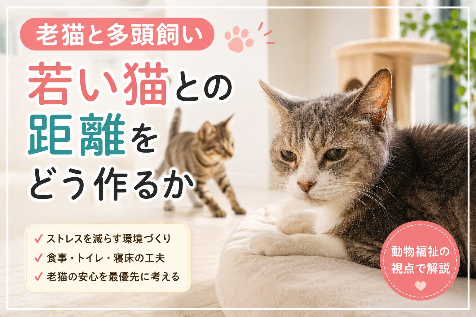 老猫と多頭飼い