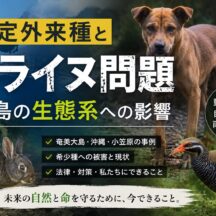 特定外来種とノライヌが離島の生態系を壊す——見えない脅威と私たちにできること