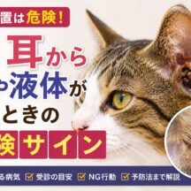 猫の耳から膿や液体が出るときの危険サイン｜放置するほど悪化する耳の病気と正しい対処法