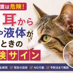 猫の耳から膿や液体が出るときの危険サイン｜放置するほど悪化する耳の病気と正しい対処法