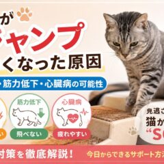 猫がジャンプしなくなった原因｜関節痛・筋力低下・心臓病の可能性と見逃せないサイン