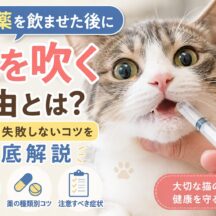 猫の薬を飲ませた後に泡を吹く理由と失敗しないコツ【獣医師監修レベルの解説】