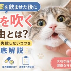 猫の薬を飲ませた後に泡を吹く理由と失敗しないコツ【獣医師監修レベルの解説】