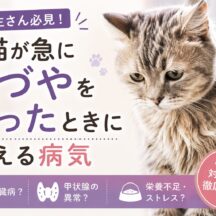 猫が急に毛づやを失ったときに考える病気｜原因・症状・対処法を獣医師監修レベルで解説